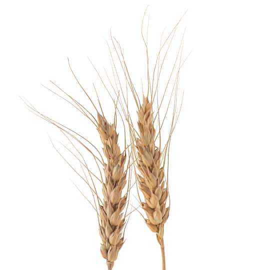 Ashland® Natural Wheat Bunch